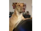 Adopt Simba a Tan/Yellow/Fawn - with White Husky / American Pit Bull Terrier /