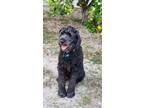 Adopt Tippie a Black - with Gray or Silver Poodle (Standard) / Mixed dog in