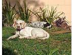 Available - Daisy English Setter Young Female