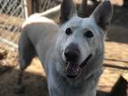 Adopt MAX a White German Shepherd Dog / Mixed dog in Baldwin Park, CA (31070011)