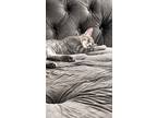 Adopt Juno a Gray or Blue Abyssinian / Mixed (short coat) cat in Bronx