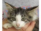 Adopt Scully and Scamp a Gray, Blue or Silver Tabby Maine Coon (long coat) cat