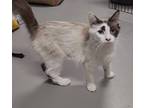 Adopt Liza a Cream or Ivory (Mostly) Snowshoe (medium coat) cat in New York