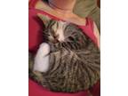 Adopt Rum a Brown Tabby Domestic Shorthair / Mixed cat in Candler, NC (35364275)
