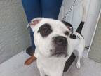 Adopt Maximus a White - with Black American Staffordshire Terrier / Mixed dog in