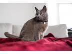 Adopt Lola a Gray or Blue Russian Blue / Mixed (medium coat) cat in Oviedo