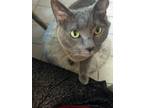 Adopt Ella a Gray or Blue Russian Blue / Mixed (medium coat) cat in Dayton