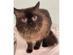 Adopt Henry a Brown or Chocolate Himalayan / Mixed (medium coat) cat in Keswick