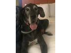 Adopt Bella a Black Great Dane / Mixed dog in Lakewood, CO (35357330)