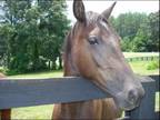 Adopt Missy a Quarterhorse
