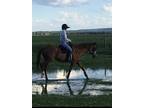 Registered Thoroughbred Mare for Sale Maria Rashell