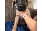 Mastiff Puppy for sale in Scottsbluff, NE, USA