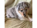 Collie Puppy for sale in San Augustine, TX, USA