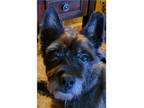 Adopt WALLENTINE in IL a Black Cairn Terrier / Mixed dog in Medina