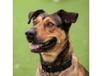 Adopt BUBBLES a Brown/Chocolate American Pit Bull Terrier / German Shepherd Dog