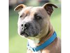 Adopt PABLO a Tan/Yellow/Fawn - with White American Pit Bull Terrier / Mixed dog