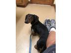 Adopt Max~ a Black - with Tan, Yellow or Fawn Dachshund / Mixed dog in Columbia
