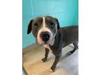 Adopt Brody a Staffordshire Bull Terrier / Mixed dog in Cambridge, MD (35375592)