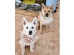 Adopt Seoli a White Jindo / Shiba Inu / Mixed dog in Vancouver, BC (35373733)