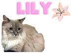Adopt Lily a Cream or Ivory Himalayan / Domestic Shorthair / Mixed cat in