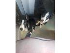 Adopt Chocolate and Pookie a Black - with White Border Collie / Mixed dog in
