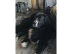 Adopt Ottis a Black - with White Newfoundland / Akbash / Mixed dog in Murray