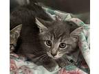Sandy Domestic Shorthair Kitten Female