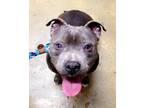 Adopt Oliver a American Staffordshire Terrier, Pit Bull Terrier