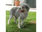 Adopt Cupcake a Poodle, Cairn Terrier