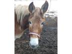 Adopt Delilah a Mule