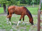 2 YO Paint Stallion for Sale - Potential Barrell Horse