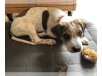 Basset Hound Mix PUPPY FOR SALE ADN-431347 - Hound Boxer mix puppies for sale