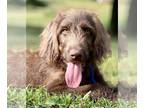 Labradoodle PUPPY FOR SALE ADN-431204 - Adorable F1 Labradoodle Pups