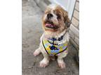 Bart $375 Lhasa Apso Adult Male