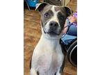 Lacey Pit Bull Terrier Young Female