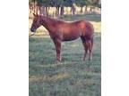 2020 Dancin Rooster filly for sale