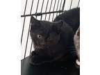 Adopt Montana-kitten a All Black Domestic Shorthair / Mixed (short coat) cat in