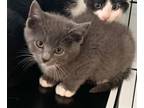 Adopt Tibbs-kitten a Gray or Blue (Mostly) Domestic Shorthair / Mixed (short