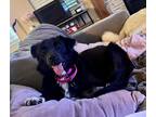 Adopt Electra a Black - with White Border Collie / Mixed dog in Tulsa