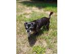 Adopt Starlight a Black - with White Pug dog in Howey in the Hills