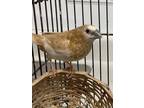 Adopt Caramel *bonded With Beep* a Finch bird in Victoria, BC (35384014)