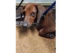 Adopt Darrel a Brown/Chocolate Dachshund / Mixed dog in Madera, CA (35382177)
