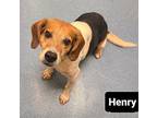 Henry Suffolk Beagle Adult Male