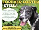 Adopt STELLA- forever in foster - donations welcome a Great Dane