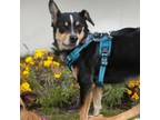 Adopt Ray Ray a Black Australian Shepherd / Mixed dog in Fresno, CA (30314624)