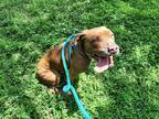 Adopt TUCK a Brown/Chocolate Labrador Retriever / American Pit Bull Terrier /