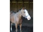 Adopt Orion a Roan Quarterhorse horse in Kerhonkson, NY (32652288)