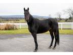 Adopt Serenity *NEW RIDING VIDEO* a Bay Standardbred / Mixed horse in