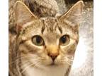 Adopt Bashie a Brown Tabby Domestic Shorthair (short coat) cat in Morganton