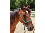 Joy: 4 year old QH or QH cross now available for adoption.